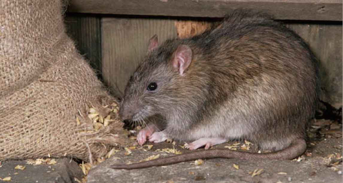 rats dans mon garage